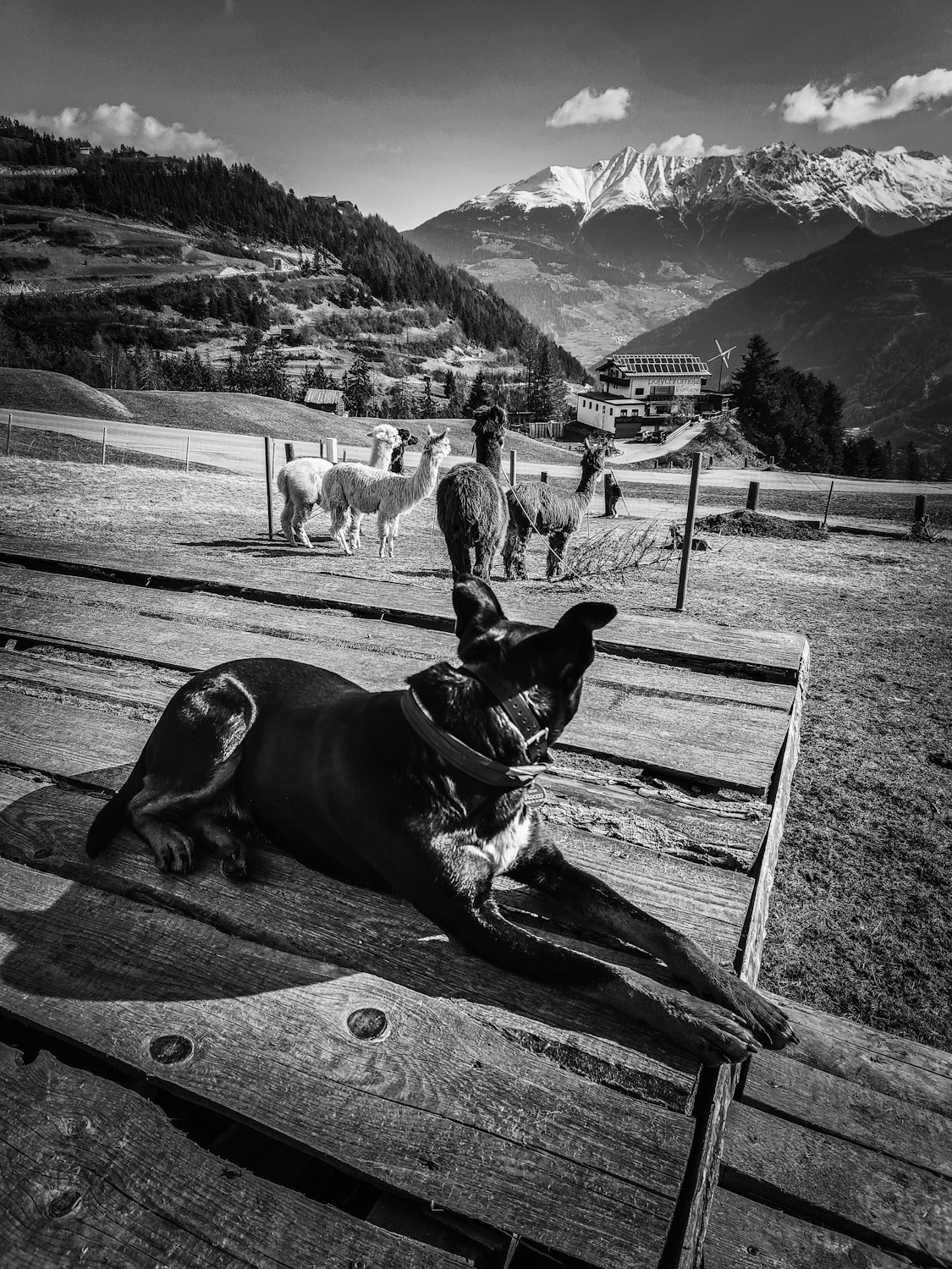 Alpakahof Serfaus Ganz Natur Sommer Und Winter In Den Bergen